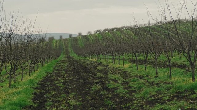 Center Path Between Leafless Trees Leading To Distant Horizon, Muddy Track Flanked By Pruned Rows, Dramatic