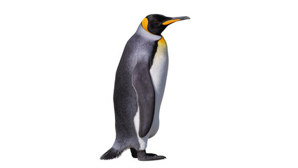 Obraz premium Elegant King Penguin standing in profile, with black, orange, and white feathers, an isolated Antarctic bird PNG, perfect for educational and animal themes