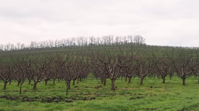 Leafless Orchard Rows On Grassy Hill With Overcast Sky, Pruned Trunks And Distant Treeline, Quiet Rural