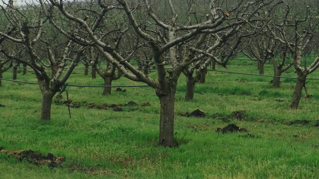 Single Pruned Tree In Green Orchard Field With Orderly Rows Behind, Close Foreground Trunk And Branching, Damp