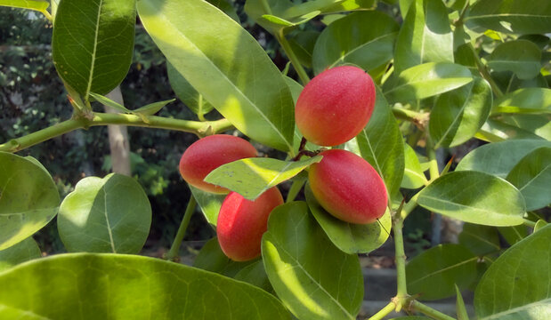 Carissa Carandas Fruit Close Up on Tree in Garden