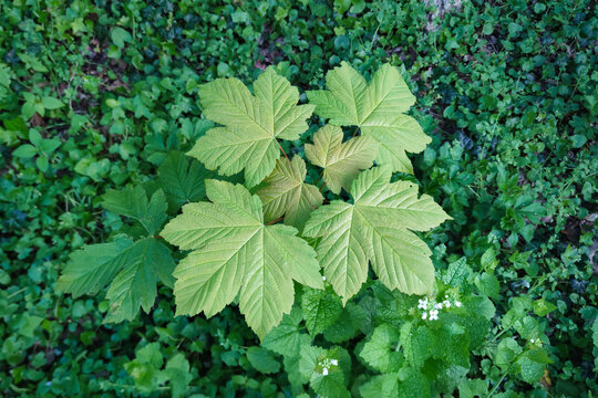 Young maple tree in a forest, with its leaves pointing straight upwards to catch as much sunlight as possible