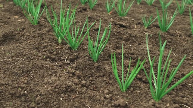 Green Chive Seedlings In Soil Bed Closeup Of Neat Rows Of Young Shoots Emerging From Dark Tilled Earth, Subtle