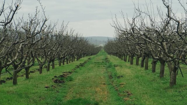 Vanishing Orchard Alley With Grassy Track And Converging Rows, Rolling Hills In Distance, Cloudy Management