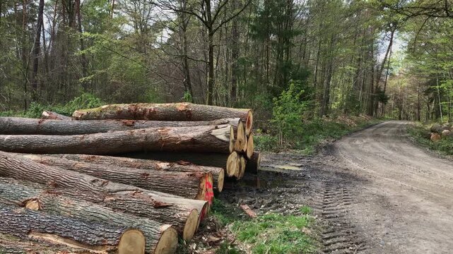 Felled trees in a forest, deforestation logging industry in the woodlands, stack of cut logs, wooden material