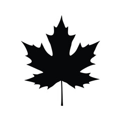 Fototapeta premium Black and white maple leaf detailed edges, perfect silhouette vector illustration, maple leaf silhouette vector illustration