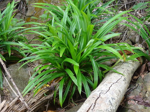 pandan trees in the garden