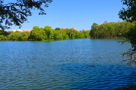 a lake in a park with green trees in the background