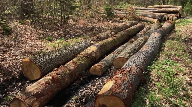 Felled trees in a forest, deforestation logging industry in the woodlands, stack of cut logs, wooden material