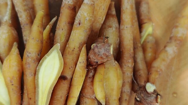 
Fresh fingerroot or Chinese ginger