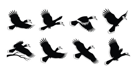 Set of 8 Hornbill Silhouettes in Various Flying and Perching Poses Isolated on White Background © selena