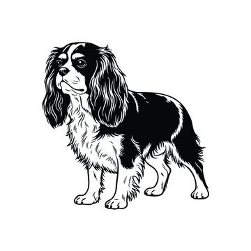 Cavalier King Charles Spaniel silhouette vector drawing set bundle.