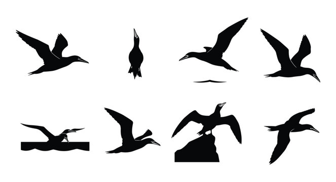 Cormorant Silhouette Set &mdash; Flying Diving and Rock Perching Cormorant Black Silhouettes Vector Collection Isolated