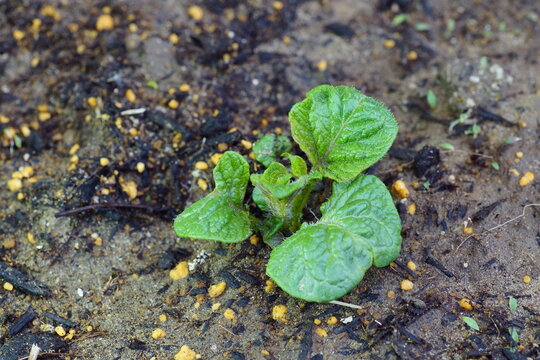 ジャガイモの新芽