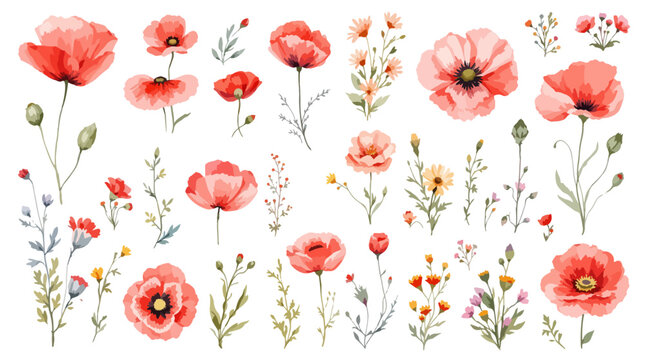 Soft red poppy botanical illustrations with elegant hand painted style