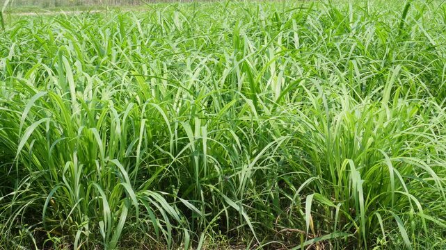 Lush Napier Grass Swaying in Wind