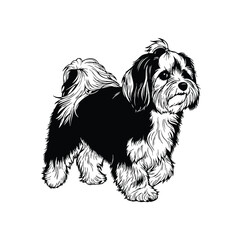 Havanese standing silhouette set bundle, dog vector illustration. © MdRafiul
