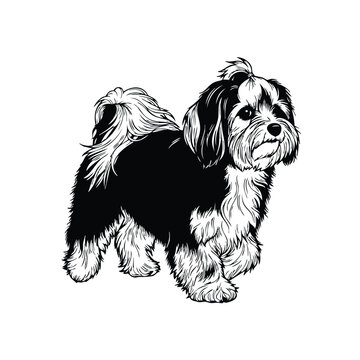 Havanese standing silhouette set bundle, dog vector illustration.