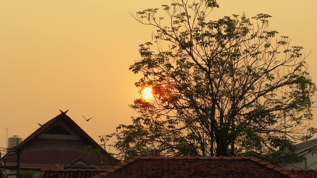 Thailand Temple Sunset Silhouette - Golden Sky Dusk Landscape Chiang Mai Buddhist Architecture Tree