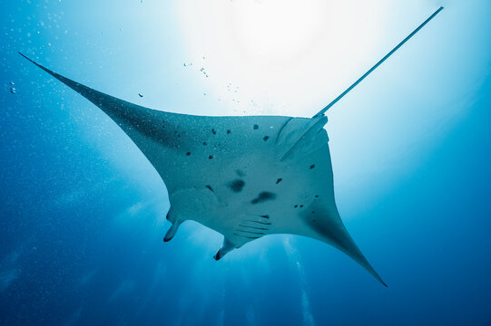 Manta ray at the Indian Ocean in the southern Maldives