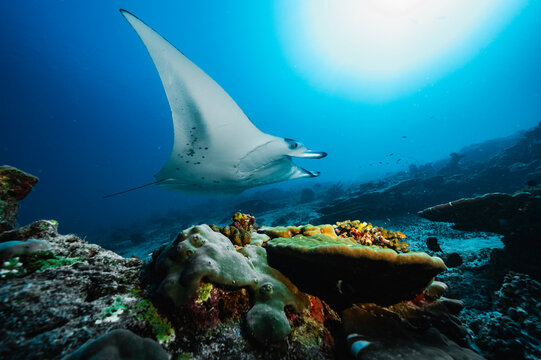 Manta ray at the Indian Ocean in the southern Maldives