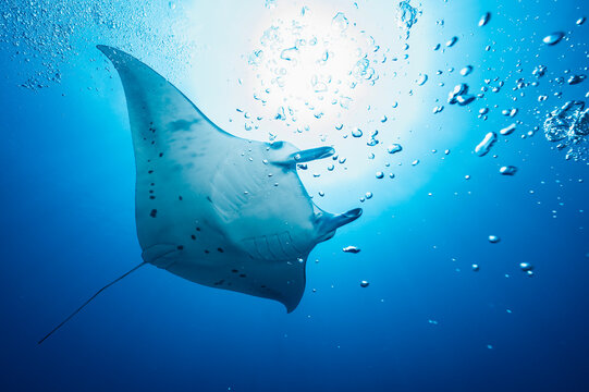Manta ray at the Indian Ocean in the southern Maldives