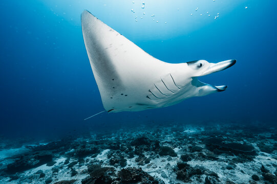 Manta ray at the Indian Ocean in the southern Maldives