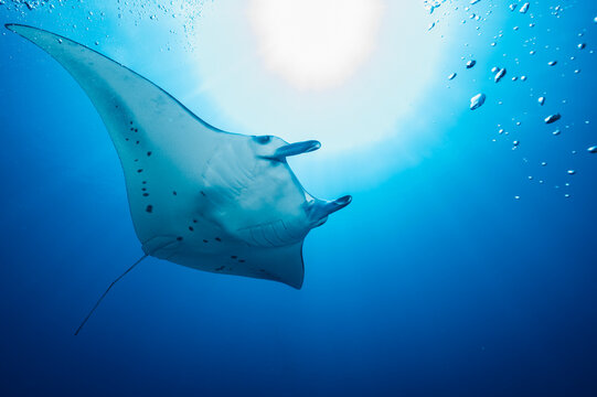 Manta ray at the Indian Ocean in the southern Maldives