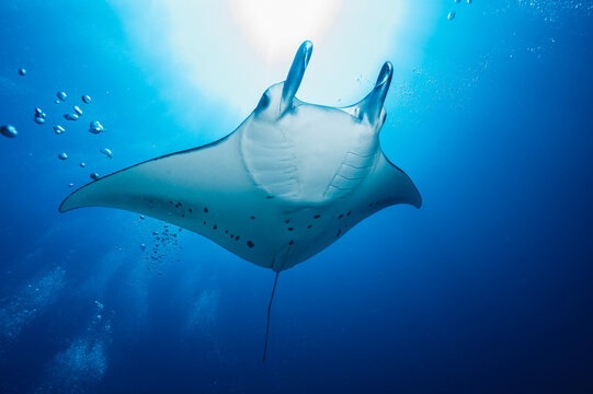 Manta ray at the Indian Ocean in the southern Maldives
