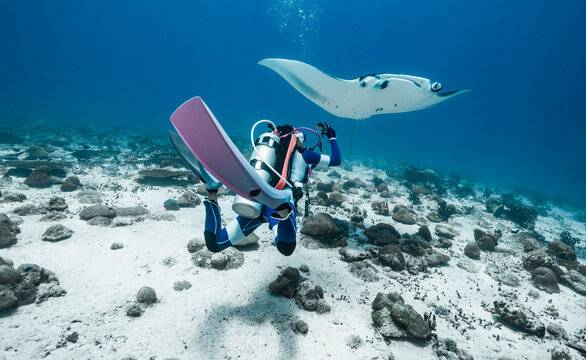scuba diver and Manta ray in the southern Maldives