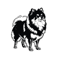 Obraz premium Pomeranian spitz dog silhouette set bundle fluffy pet standing black.