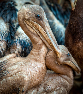 Brown pelicans saved from oil