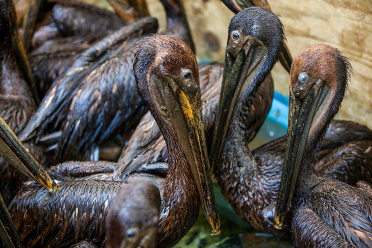 Brown pelicans saved from oil