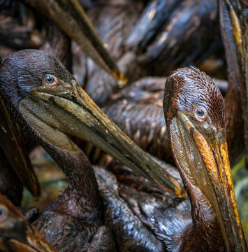 Brown pelicans saved from oil