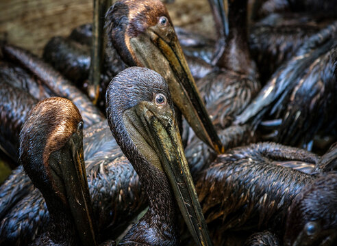 Brown pelicans saved from oil