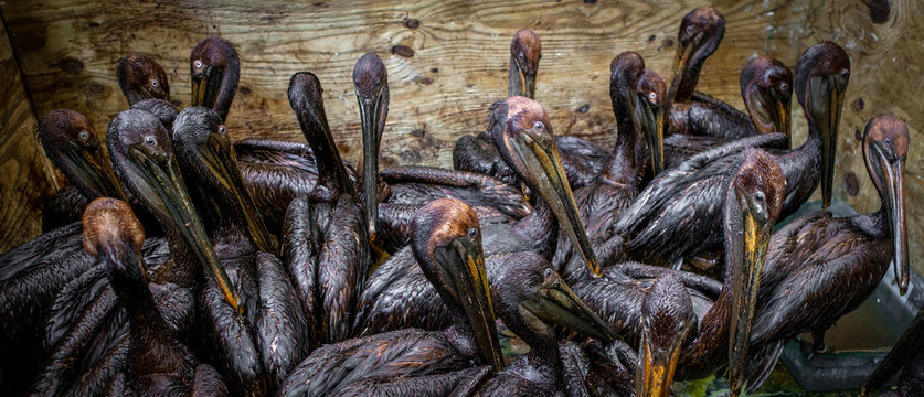Brown pelicans saved from oil