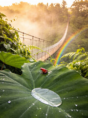 Naklejka premium Mystical Cloud Forest Canopy with Epiphytes and Mist