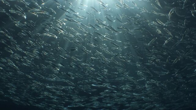 silverside fish school underwater close up fish bait slow ocean scenery  behaviour with sun beams and rays