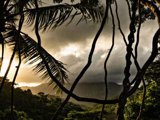 Naklejka premium Mystical Cloud Forest Canopy with Epiphytes and Mist