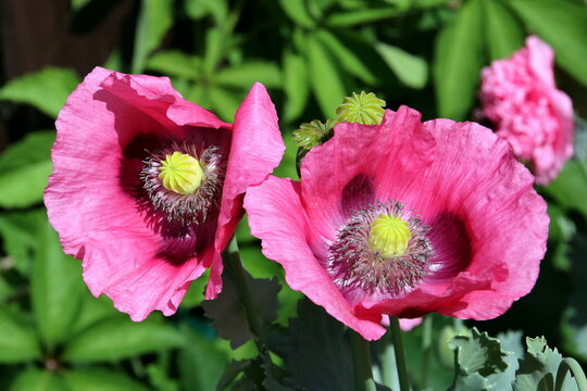 Pinker Schlafmohn