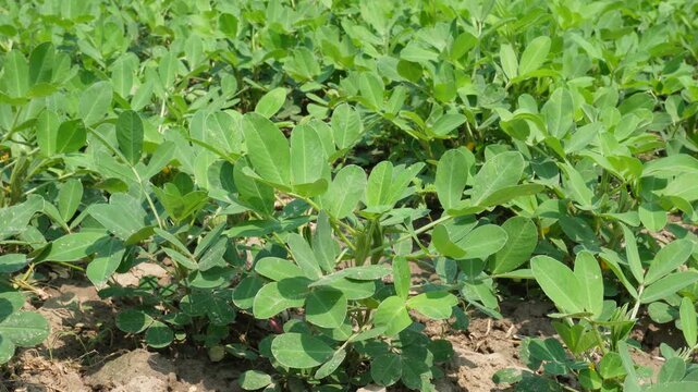 Lush Green Groundnut Field in Full Growth Stage
