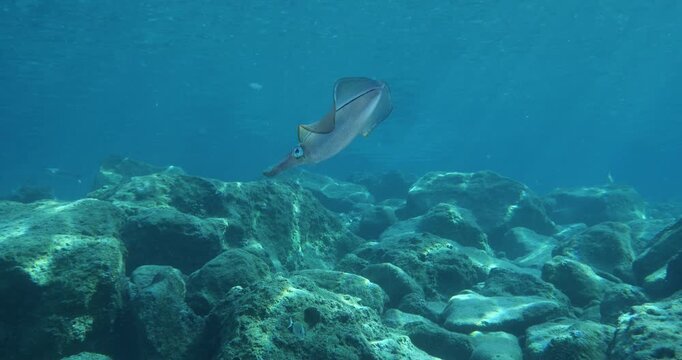 squid  underwater  calamari drifting and swimming underwater close and slow ocean scenery animal cephalopod : Decapodiformes loligo vulgaris