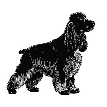 Silhouette english cocker spaniel standing proud isolated set bundle.