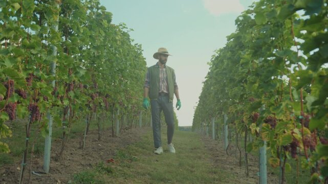 Serene journey through lush grape growing area, Careful observation of vineyard health along scenic pathway
