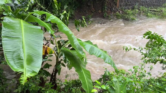 Muddy river swirling near banana plants during rainy season, showing flood intensity and natural tropical environment in a dramatic scene.