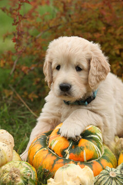 Adorable gold retriever puppy with pumpkins