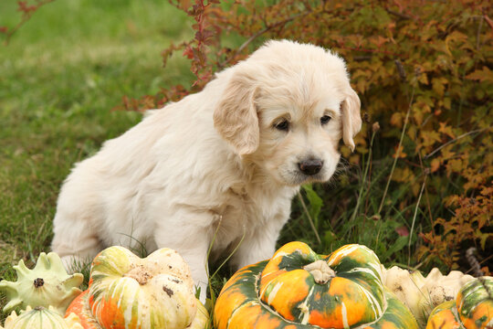 Adorable gold retriever puppy with pumpkins