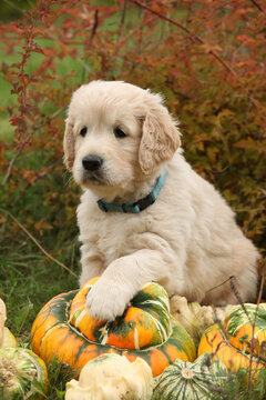 Adorable gold retriever puppy with pumpkins
