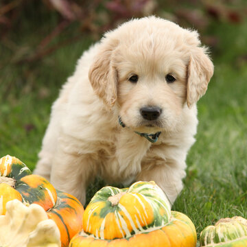 Adorable gold retriever puppy with pumpkins
