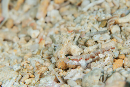 Goby (Phoxacromion kaneharai) on sand with copy space, Amami Oshima Japan